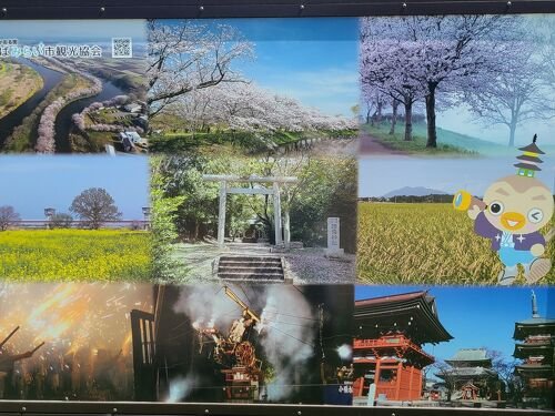 🌸 후쿠오카세키 벚꽃 공원 이미지 1